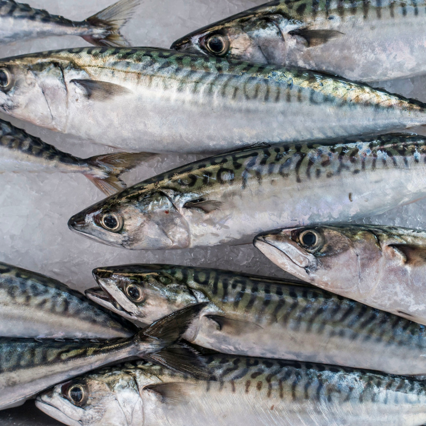 Mackerel Saba Fish Head on | Norway | Frozen | +/-500g