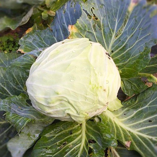 Cabbage Shredded - Best Price in Singapore - Nov 2023