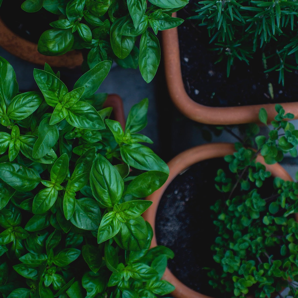 Shop Fresh Basil Singapore The New Grocer