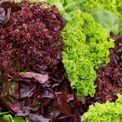 lettuce-frizzie-red-online-grocery-supermarket-delivery-singapore-thenewgrocer