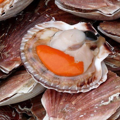 Buy Half Shell Scallop in Singapore - The New Grocer