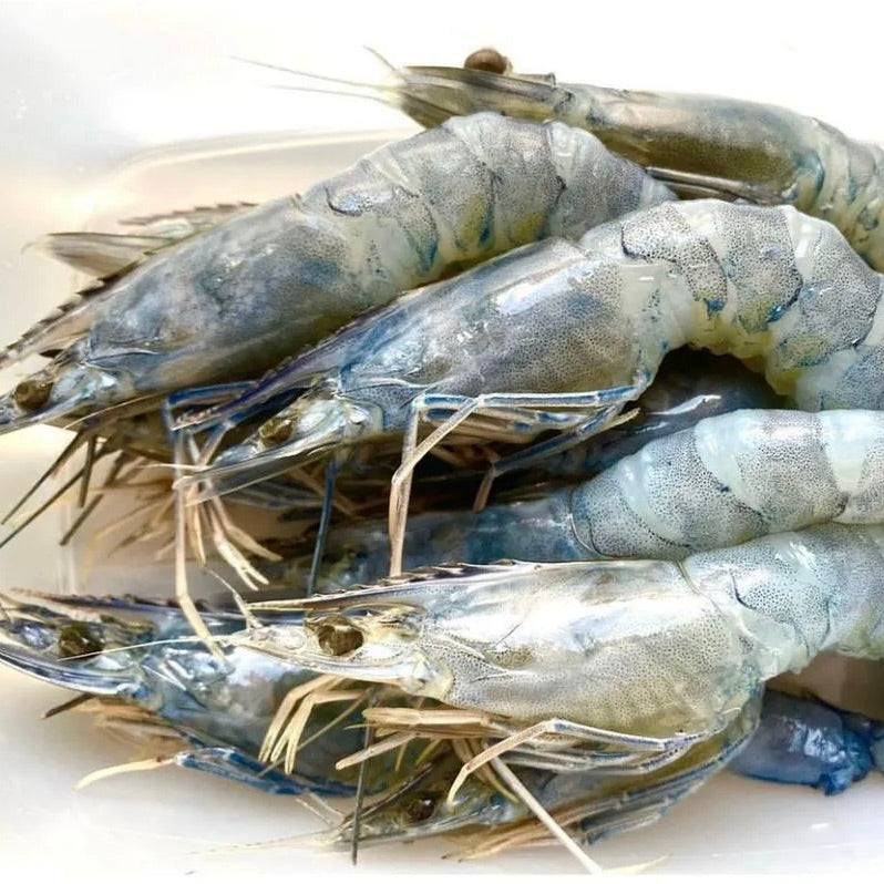 Blue Shrimp Angel Shrimp Tenshi Ebi Whole Head on | Sashimi Grade | Japan | 1kg