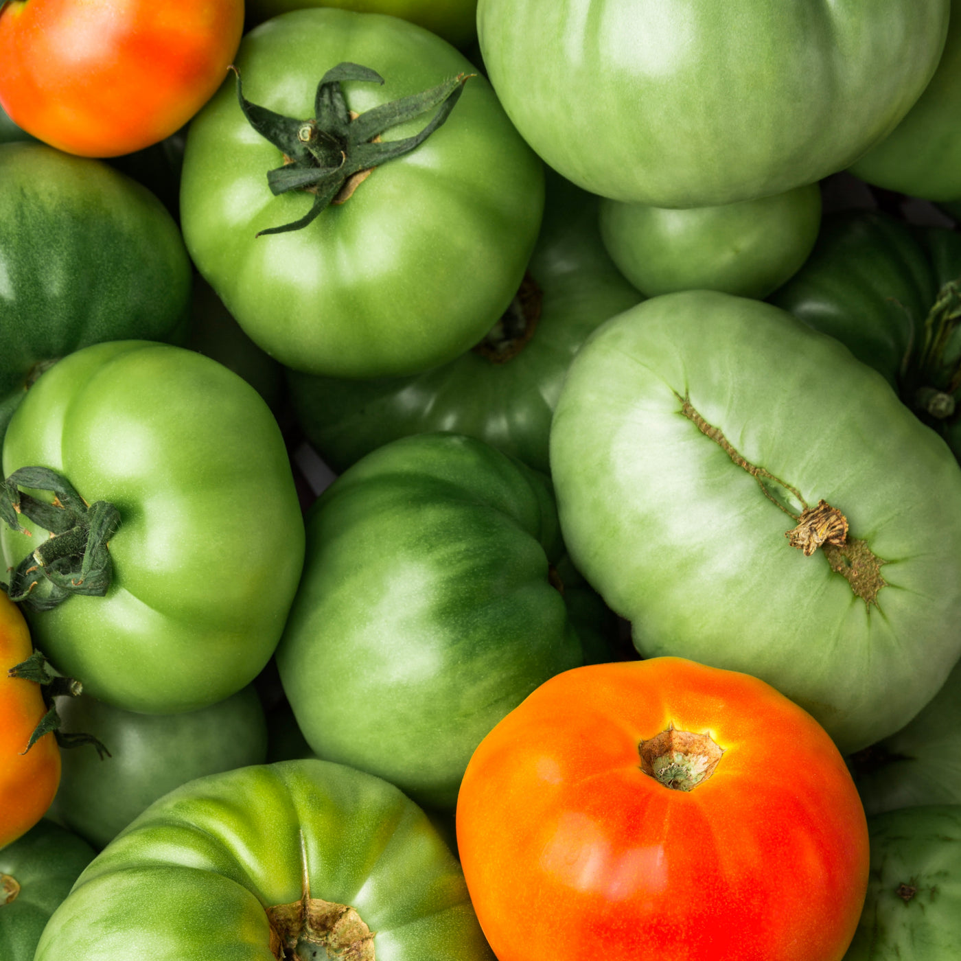 Tomatoes Green d'Antan | France | 3.5kg