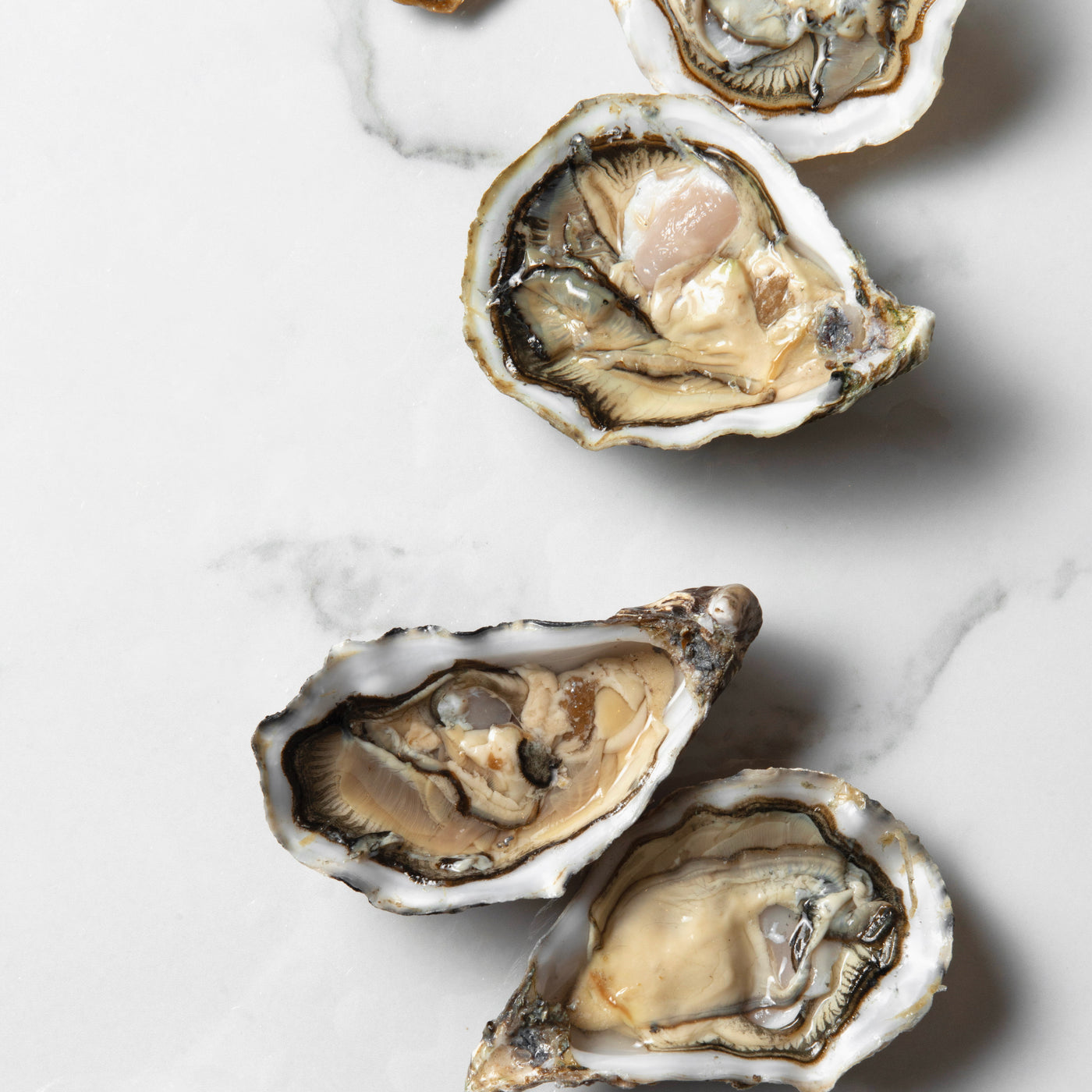 Pre-order 1 week | Oyster Perles Noires | N.4 | 24pcs