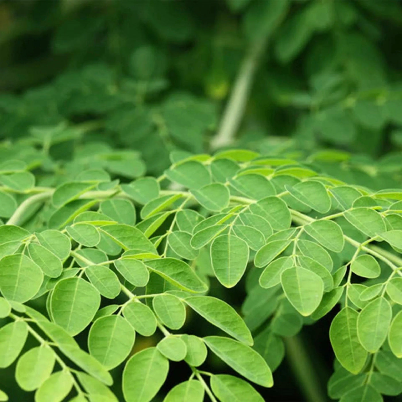 Moringa Leaf | 1kg