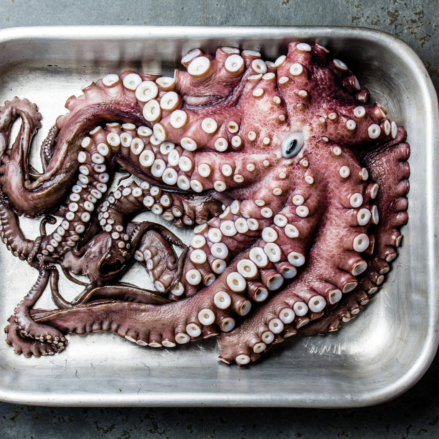 Octopus Spanish Whole Head on | Frozen | +/-2.5kg