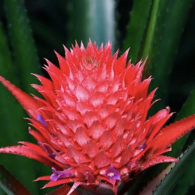 Pineapple Flower | 2pcs