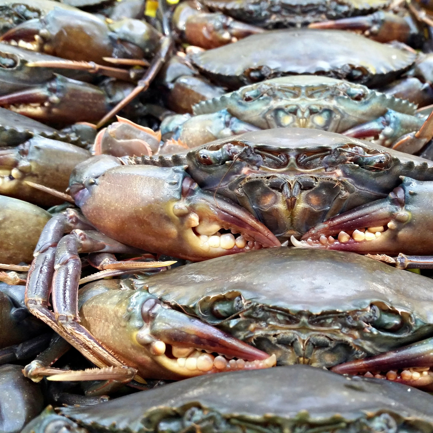 Crab Soft Shell | Myanmar | 1kg