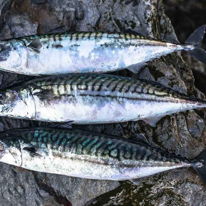Mackerel Whole 400-600g/pc | Norway | Frozen | 20kg
