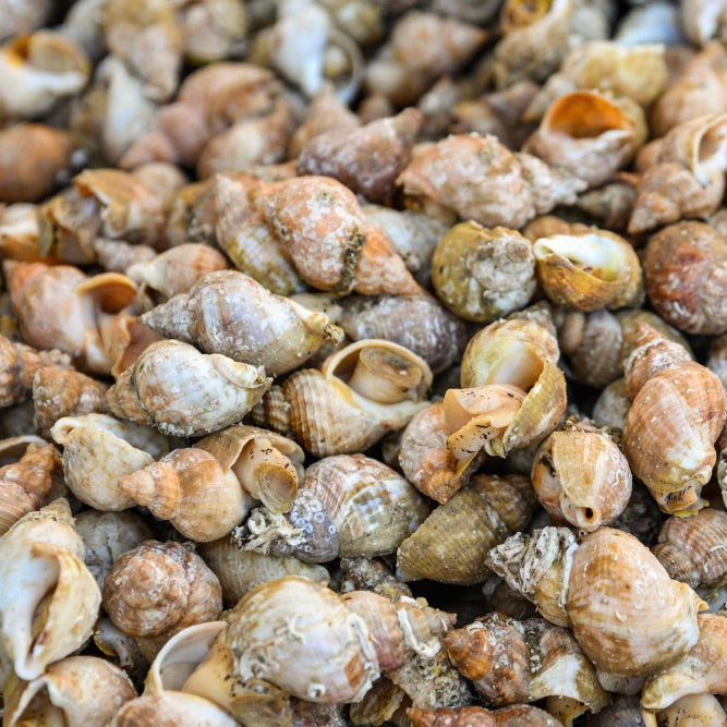 Cooked Whelks Shell on | Ireland | 1kg