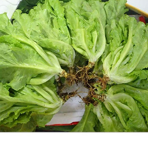 Lettuce Local | 1kg