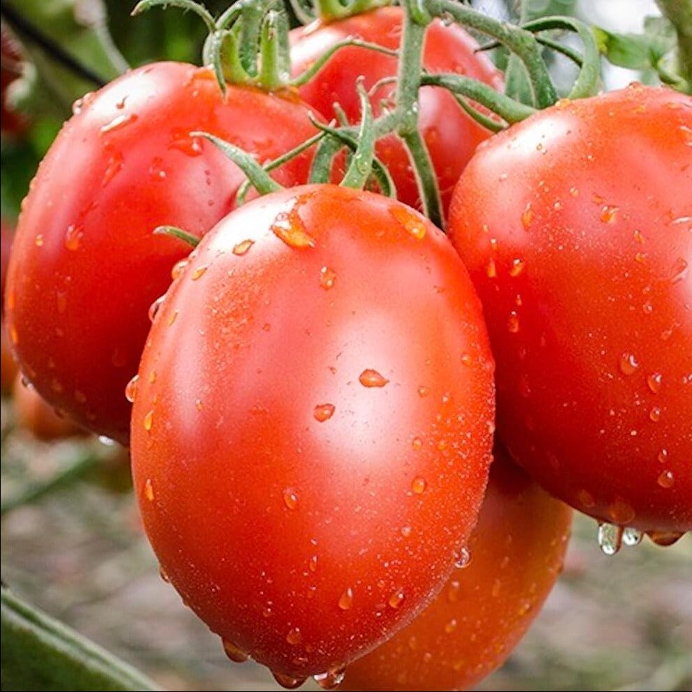 Tomato Roma | Malaysia | 1kg
