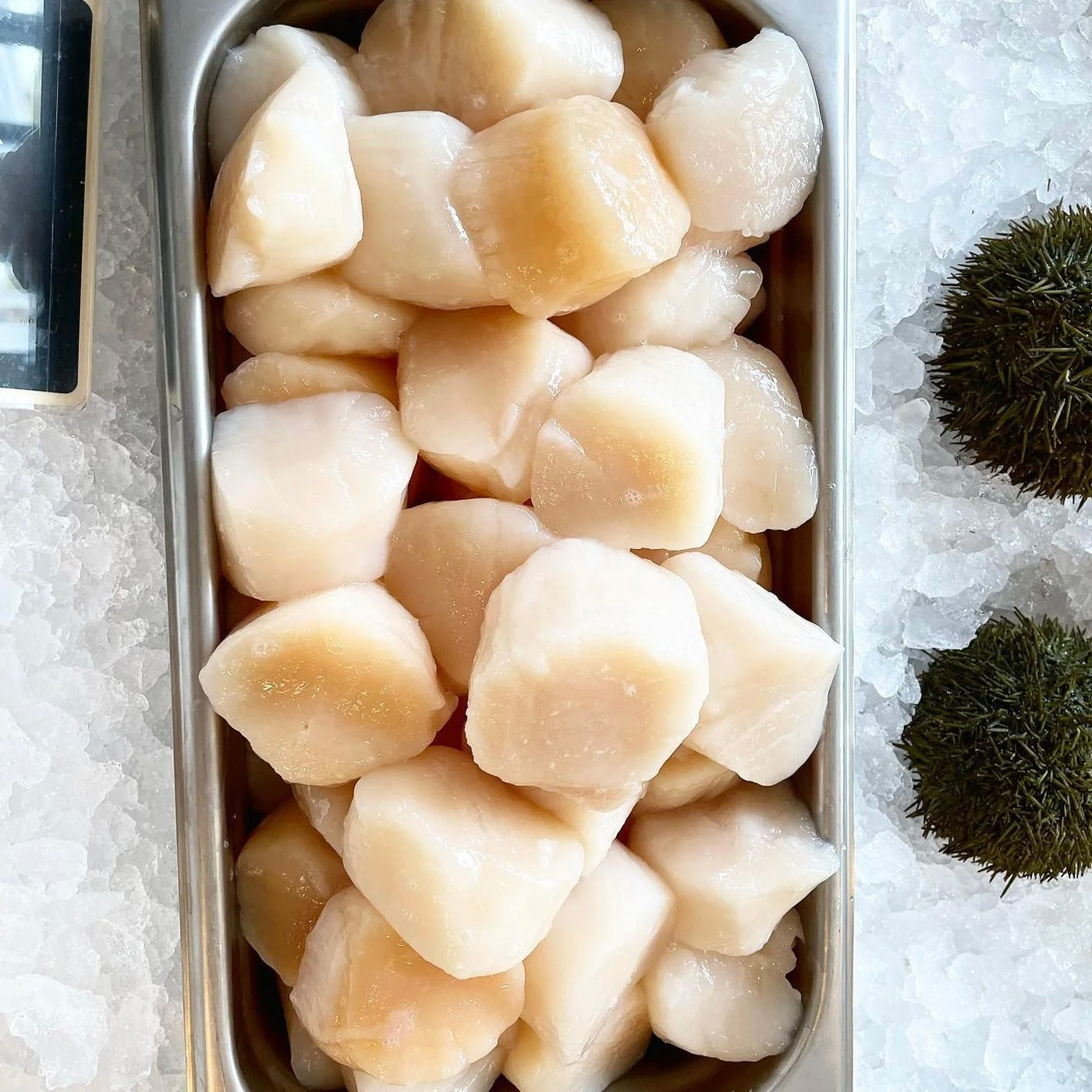 Canadian Scallop 10/20 | 900g