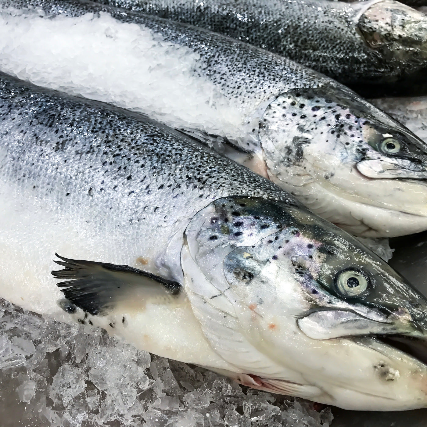 Salmon Whole Head on | Scotland | Fresh | +/- 5kg