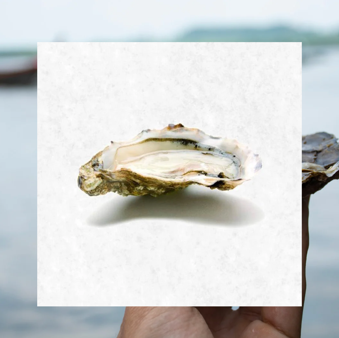 🦪 Oyster AMELIE FINE DE CLAIRE #2 | France | 24 pcs