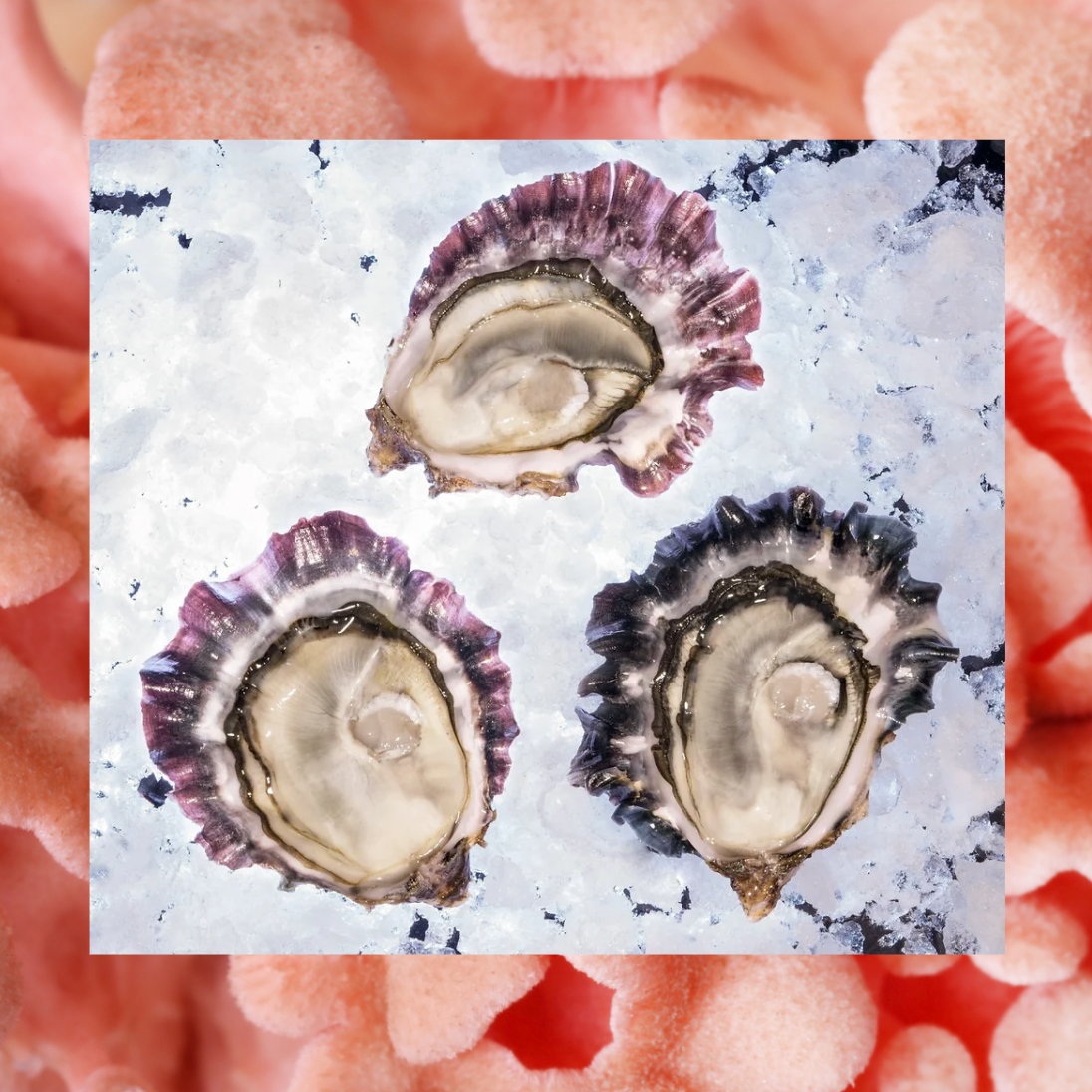 🦪 Oyster "Pink Spéciale" Tarbouriech #4 | France | 48 pcs