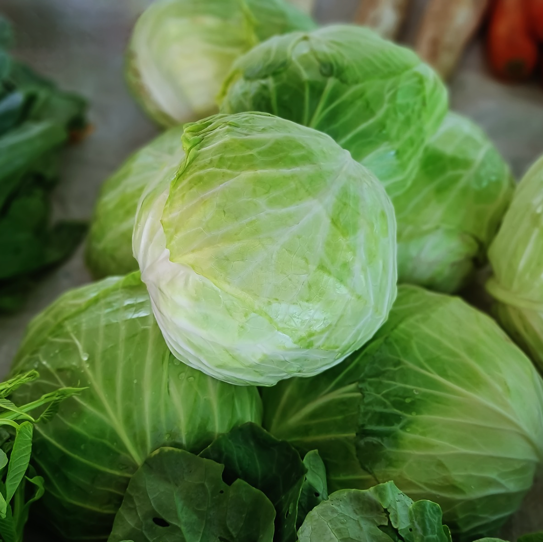 🥬 Cabbage Round | Indonesia | pc