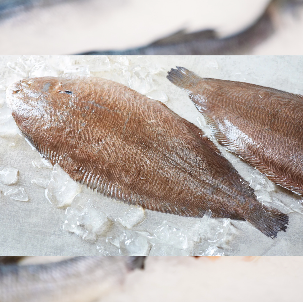 Dover Sole Gutted | Denmark | +/-350g