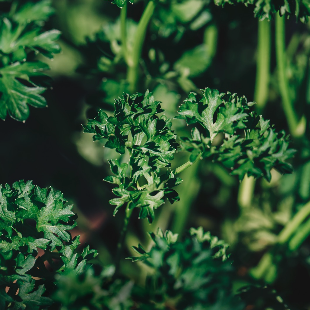 English Parsley | 250g 🌿✨