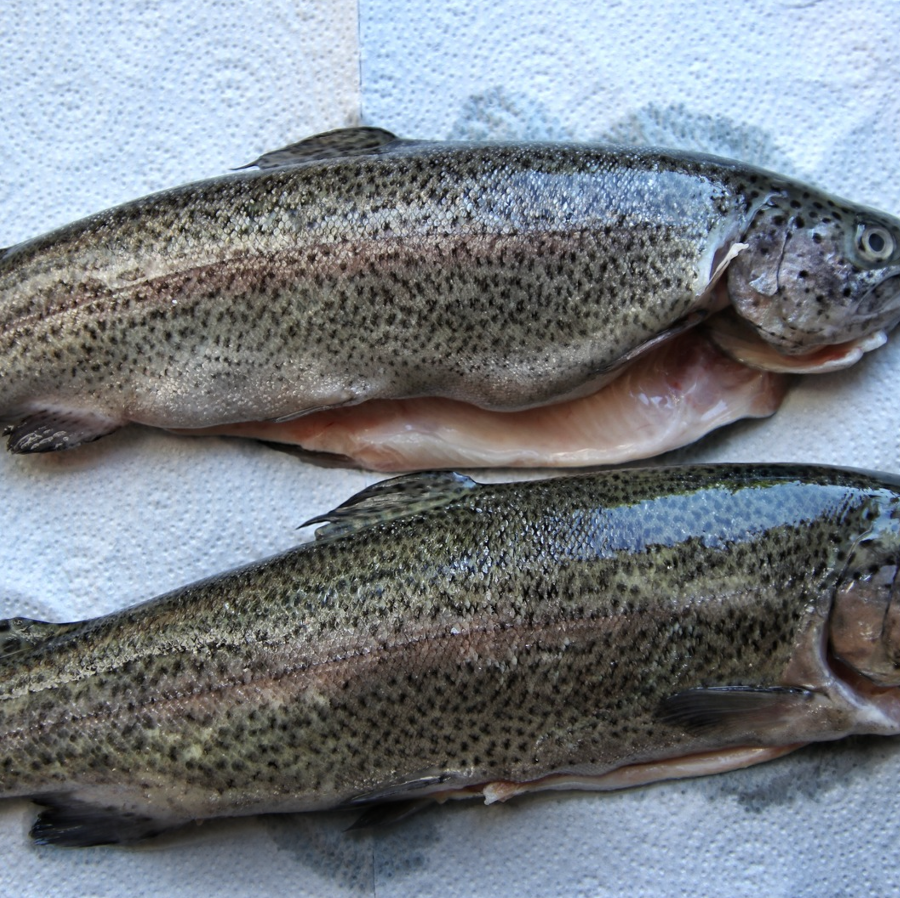 Rainbow Trout Whole | Turkey | 1kg