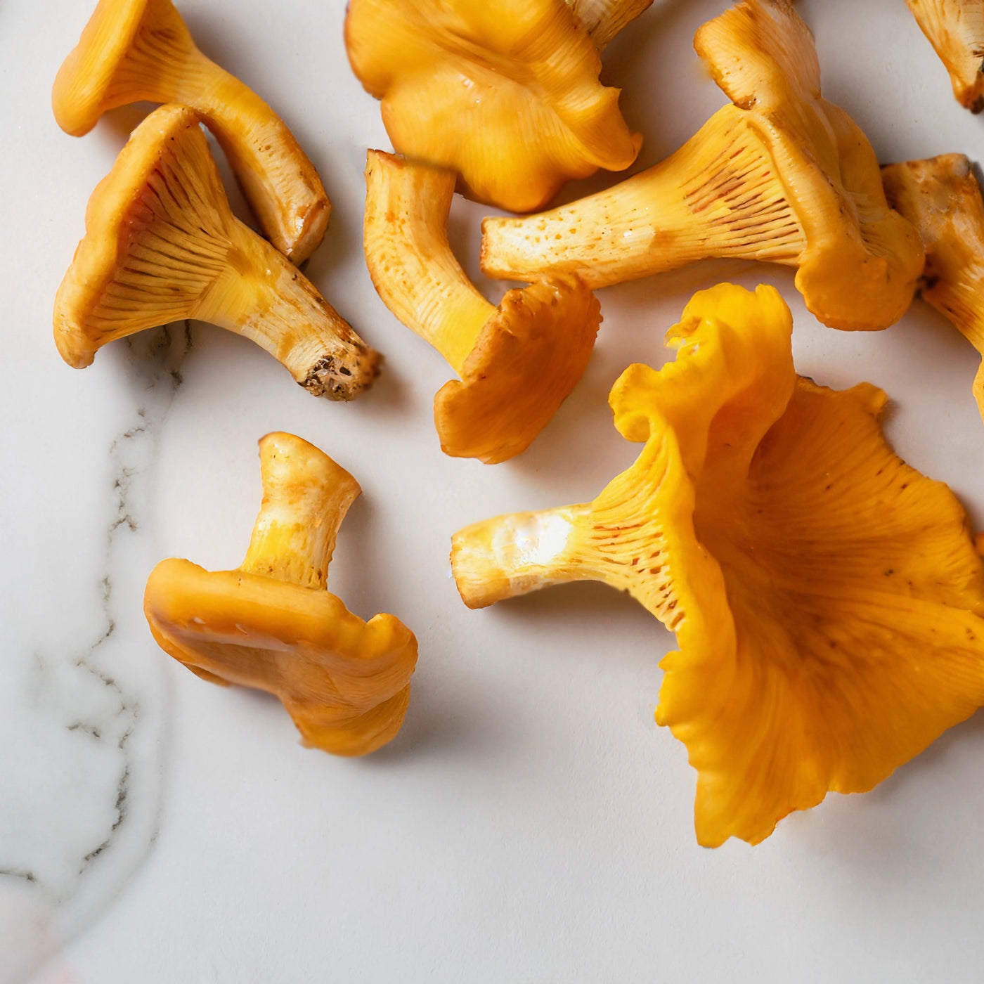 Frozen Chanterelle (Girolle) | France | BORDE | 1kg