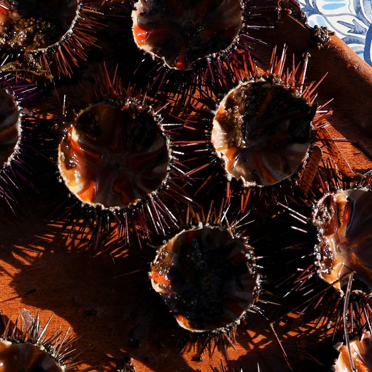 Sea Urchin Shell only | Uni Shell | 10 pcs