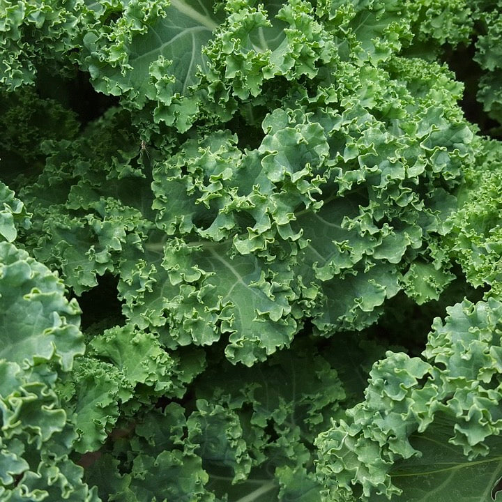 Green Kale | Australia | 500g