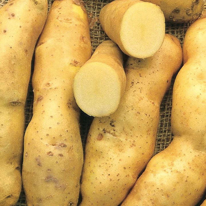 Potato KIPFLER | 1kg