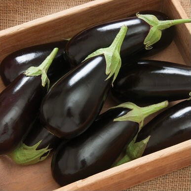 Black Eggplant | Australia | +/-700g