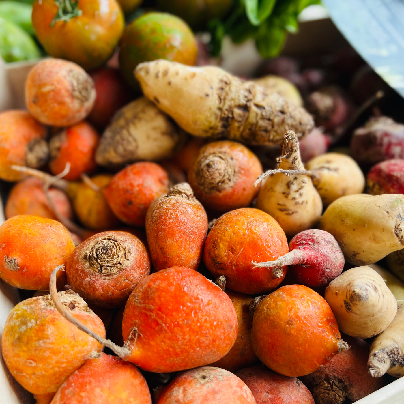 Beetroot baby Mix Rainbow | Netherlands | 1kg