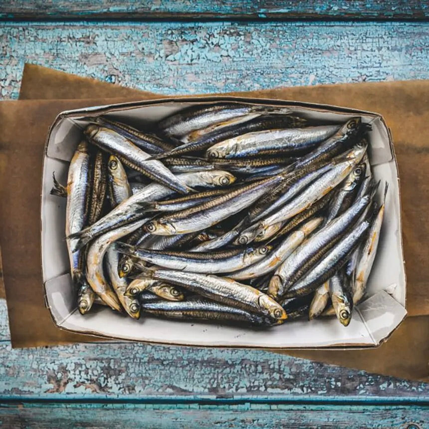 Anchovies from Spain | Frozen | 1kg