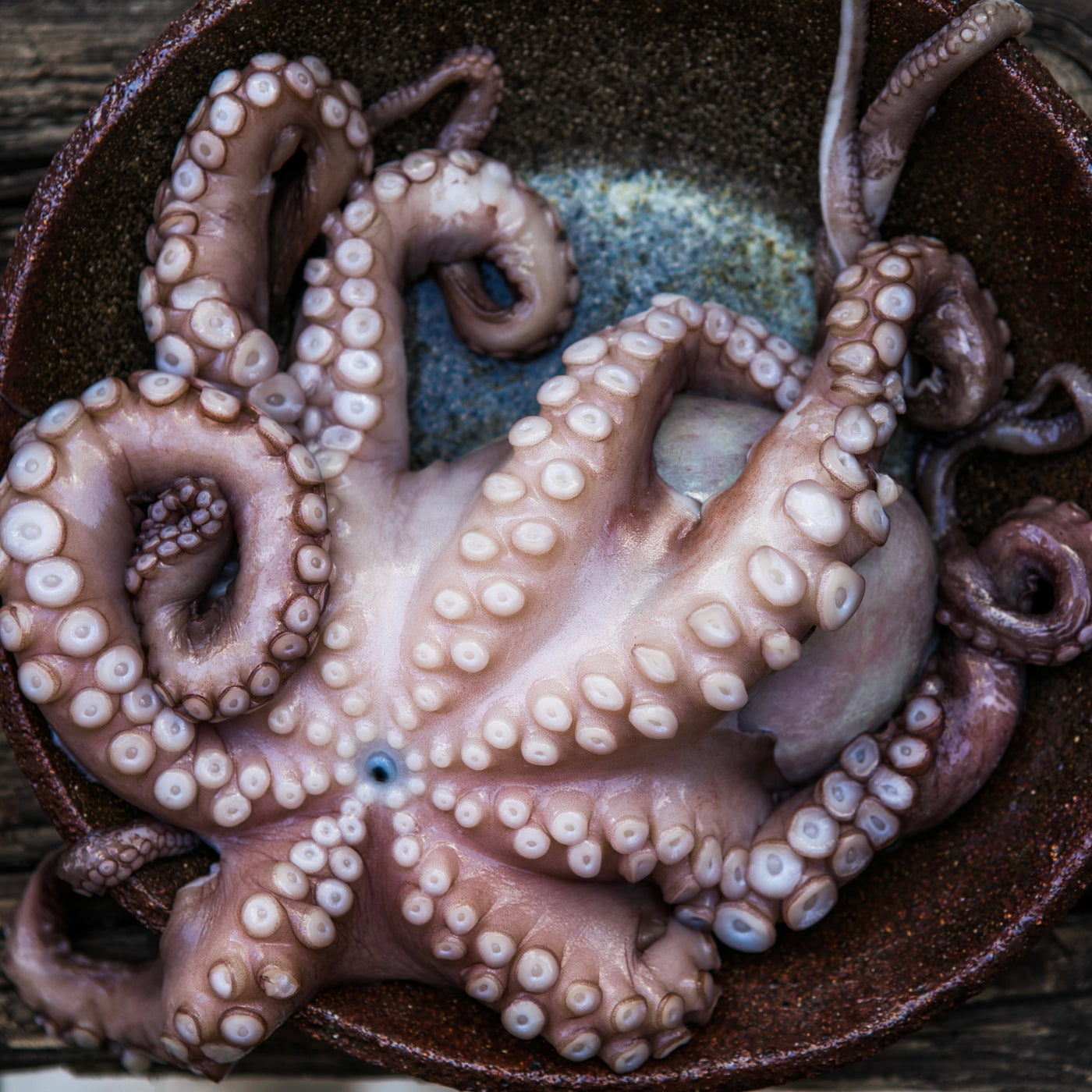 Octopus N2 | Spain | Frozen | +/-1.5kg