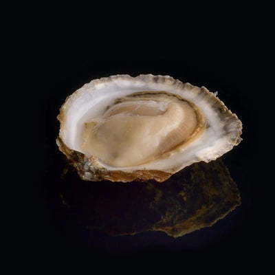 🦪 Oyster RONCE N.3 | France | 24 pcs