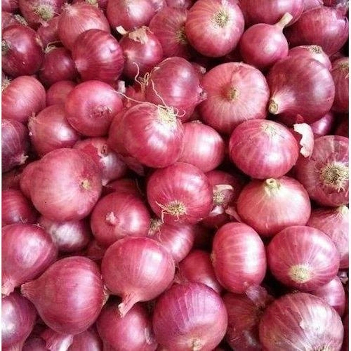 Onion Red Bombay | 1kg