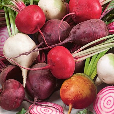 Beetroot baby Mix Rainbow | Netherlands | 1kg