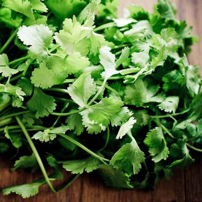 Shop Fresh Cilantro in Singapore - The New Grocer