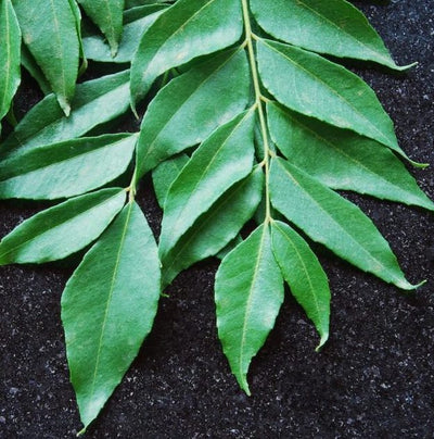 Laksa Leaves | 250g