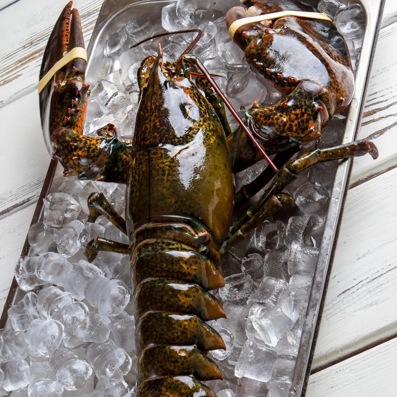 Lobster Whole Raw | USA | Frozen | +/-550g