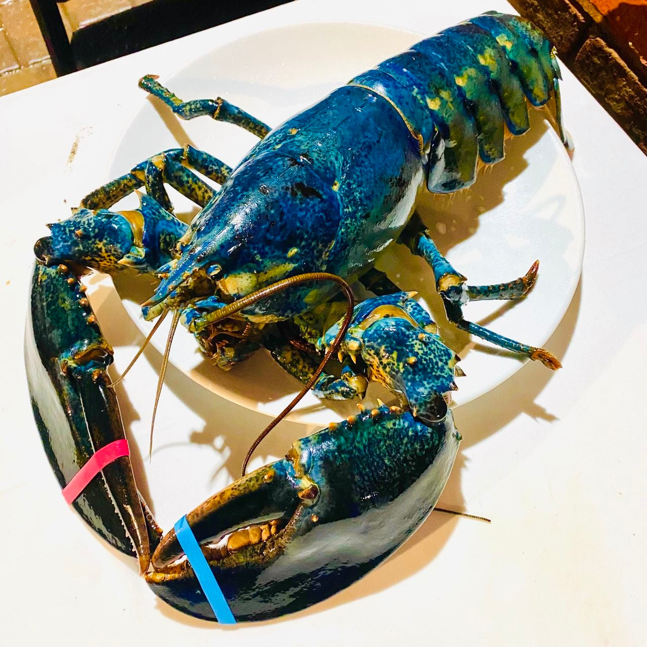 Whole Cooked Blue Lobster | France | Frozen | +/-600g