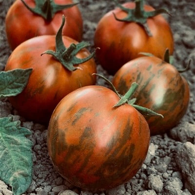 🍅✨ Brown Zebra Tomatoes | 1kg 🌟