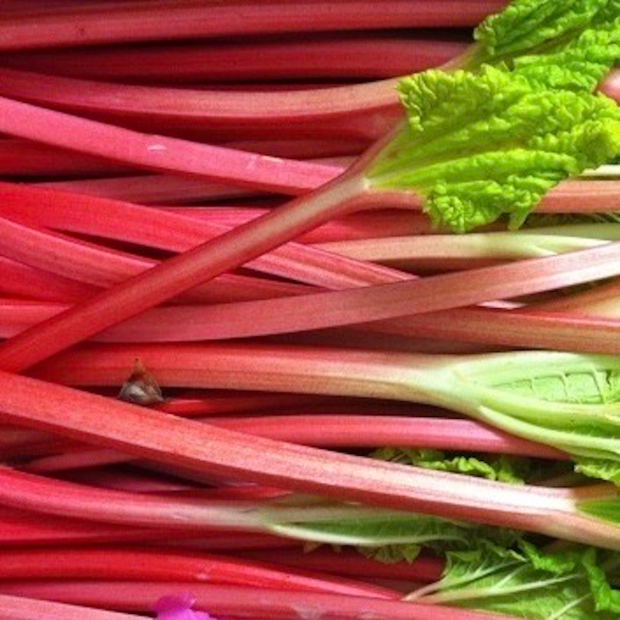 Shop Rhubarb in Singapore - The New Grocer