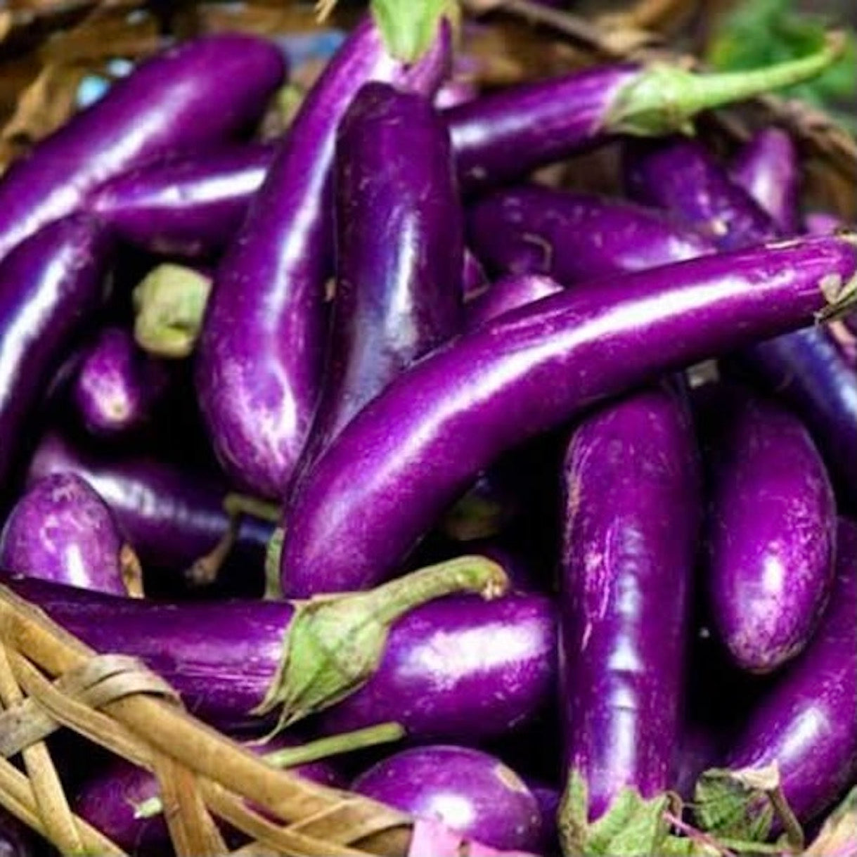 Eggplant Brinjal | Malaysia | 1kg