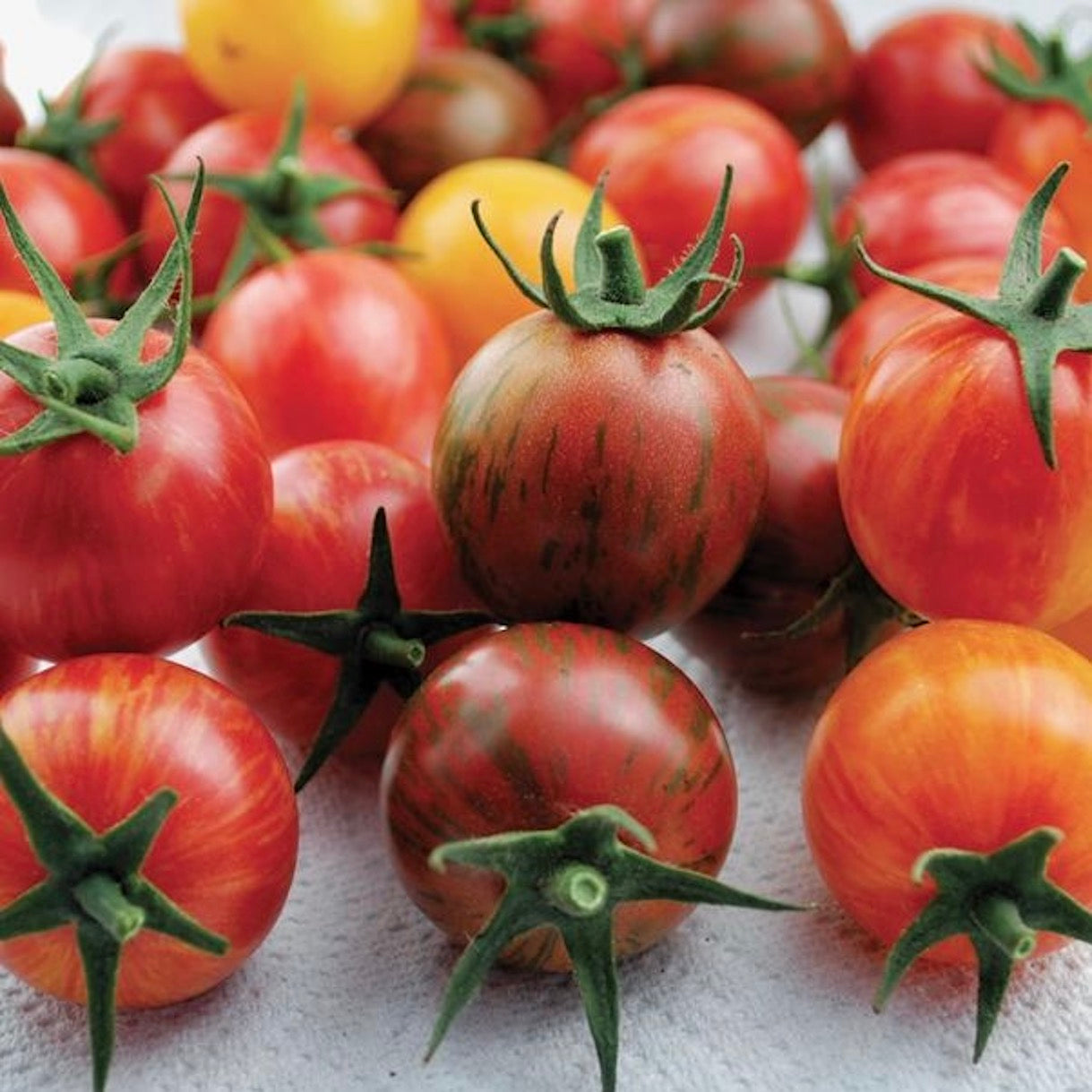 Ugly Heirloom Small Tomato | 5kg