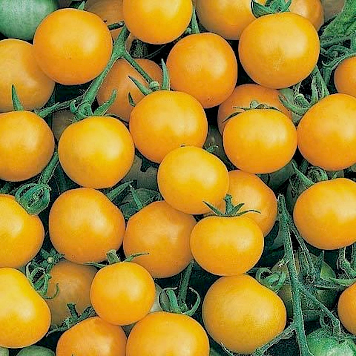 Yellow Cherry Tomato | 500g
