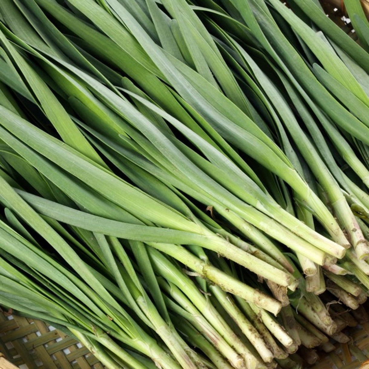 Shop Chinese Chive | Singapore | The New Grocer