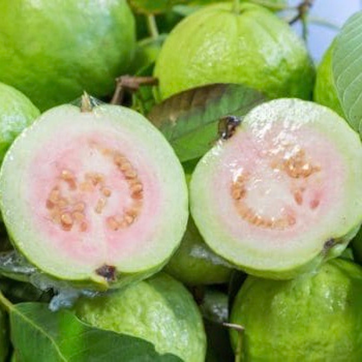 guava-online-grocery-supermarket-thenewgrocer-delivery-singapore