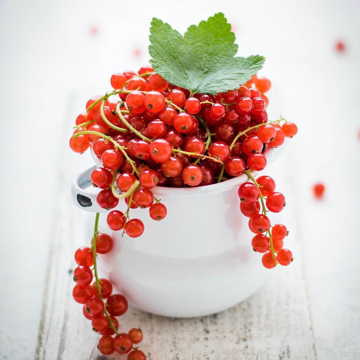 Red Currant | Pun | 100g