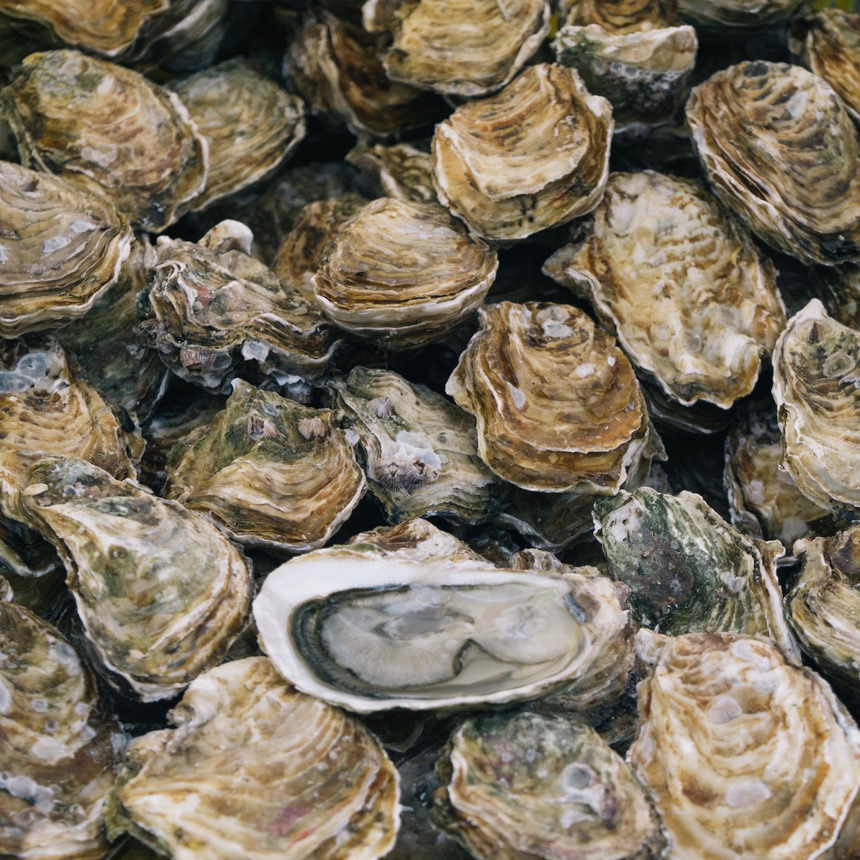 oysters-la-lune-online-grocery-supermarket-delivery-singapore-thenewgrocer