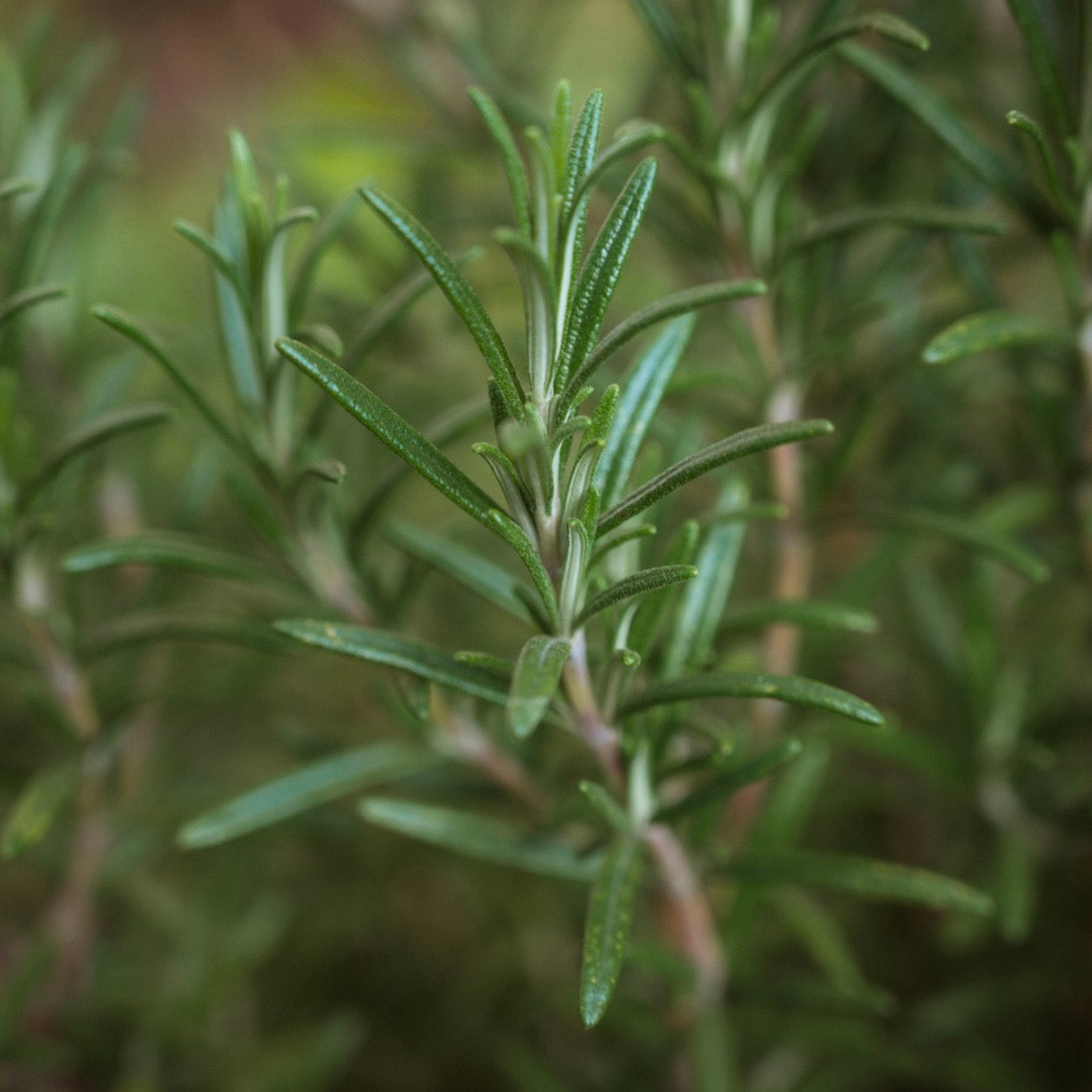 fresh-rosemary-online-grocery-supermarket-delivery-singapore-thenewgrocer