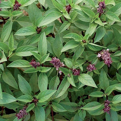 thai-basil-online-grocery-delivery-supermarket-singapore-thenewgrocer